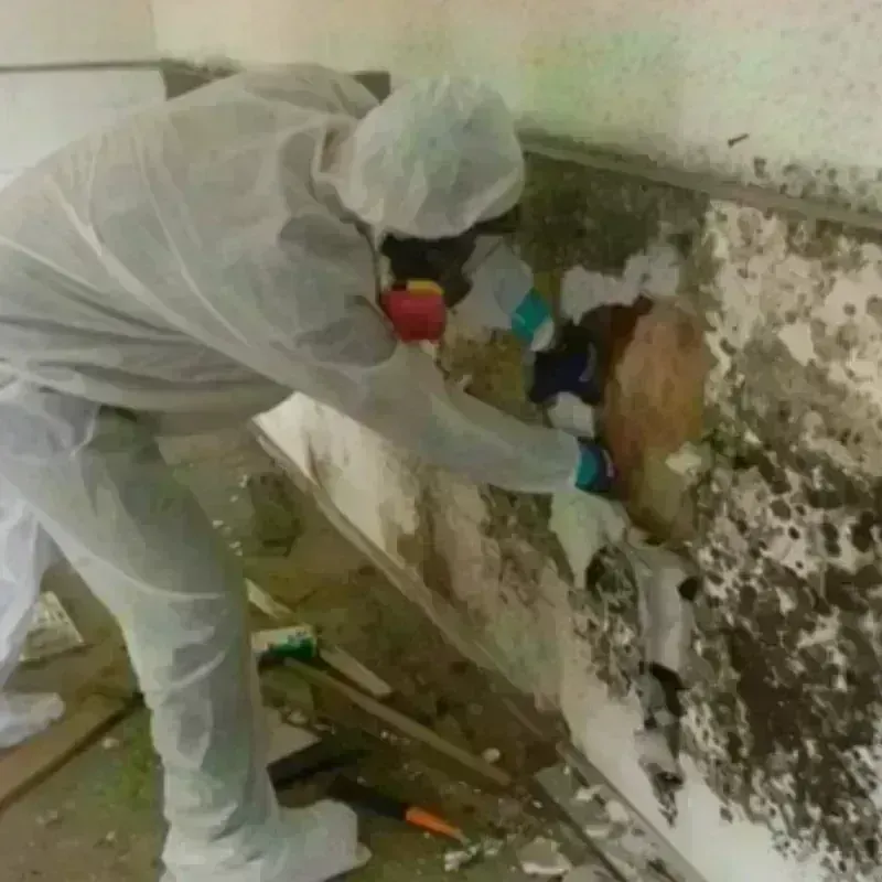 Mold Remediation and Removal in San Pablo, CA